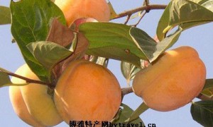 易县磨盘柿