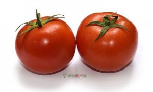 巨鹿西红柿