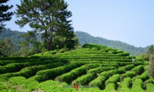 沽源金莲花茶